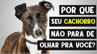 🐶 O seu cachorro fica olhando você TODO O TEMPO por causa DISSO! 👀
