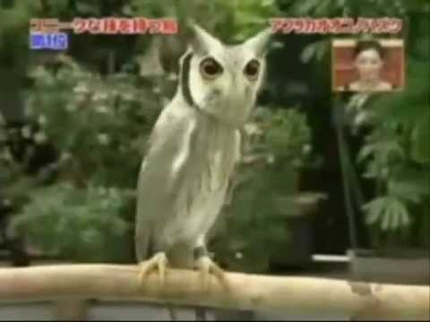 evil owl