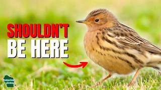 We Found an Arctic Bird that Should NOT be in the United States