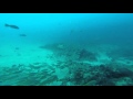 El Cabrón - Adlerrochen / Ratón, Diving Center Nautico, Gran Canaria, Spanien, Kanarische Inseln