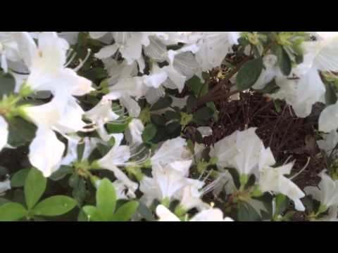 download lagu mp3 mp4 Azalea Bees, download lagu Azalea Bees gratis, unduh video klip Azalea Bees