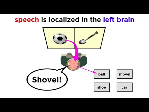 image-Is the brain symmetrical or asymmetrical?