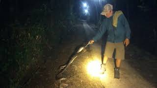 Download lagu Detik -Detik Rescue Ular disekitar Pondok Pesantren Ngariboyo, Magetan. mp3 Download lagu Detik -Detik Rescue Ular disekitar Pondok Pesantren Ngariboyo, Magetan. mp3