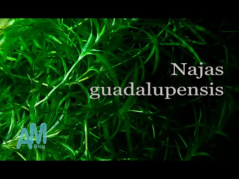 Najas guadalupensis