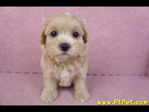 10/18馬爾泰迪母幼犬2號