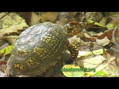 Box Turtles - mating gone wrong