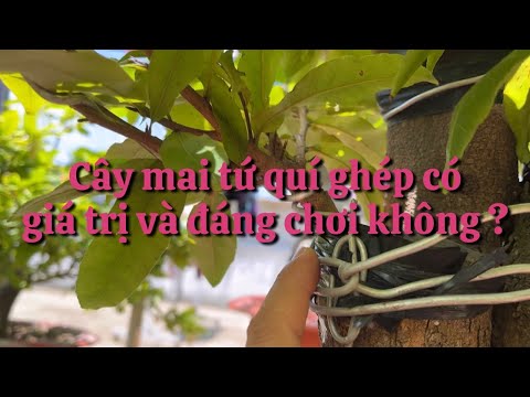 Cây mai tứ quí ghép có thật sự đem lại giá trị và niềm đam mê chơi mai không ?