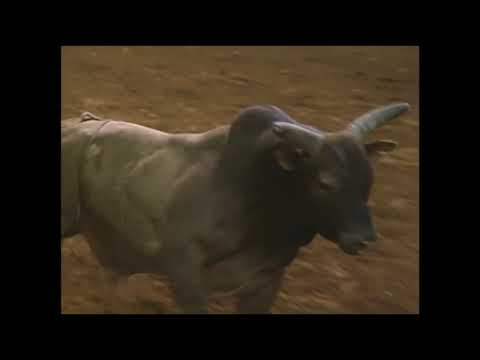 Red Wasp schlägt Ted Nuce – 94 PBR Irving