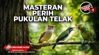Download lagu 🔴 Live Cucak Cungkok Gacor Full Materi Necret Perkici Kasar Cucak Jenggot Mesin Jahit Rapet mp3
