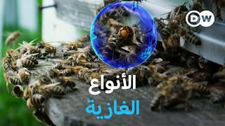 وثائقي | الحيوانات الغازية: تهديد للتوازن البيئي | وثائقية دي دبليو