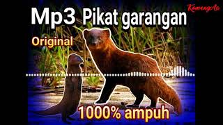 Download lagu Suara garangan pikat mp3 1000% ampuh mp3