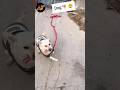Fire Cracker In Dog Mouth Fireworks Mrboombaam Shorts