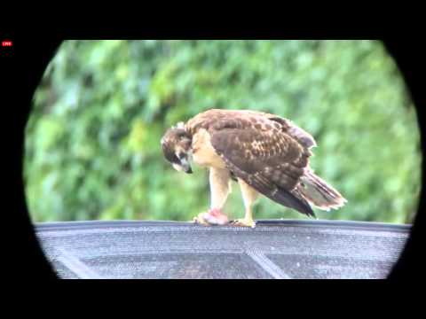 Karel'sCam  'E2 Is Ravenous! Horks Down Final Bite!'  5:06 pm  _6.10.14_