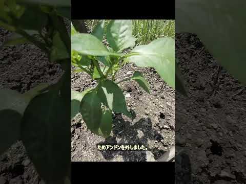 コショウの苗に水やり