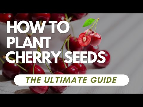How To Plant Cherry Seeds - The Ultimate Guide