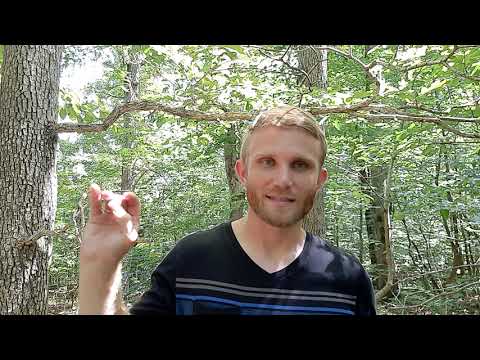 Plato's Hidden Teachings