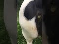 Horse Pooping