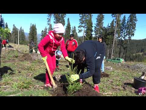 Împădurire în Suceava la Ocolul Silvic Pojorâta din cadrul Romsilva