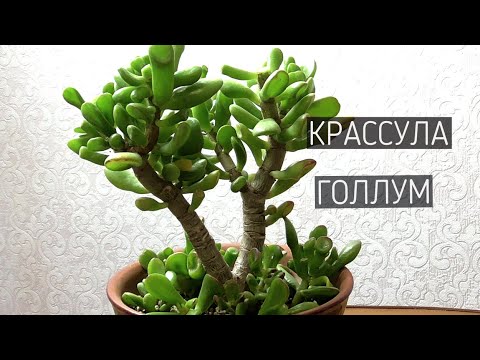 ДЕНЕЖНОЕ ДЕРЕВО КРАССУЛАГОЛЛУМ. ОБРЕЗКА И ФОРМИРОВАНИЕ КРОНЫ.