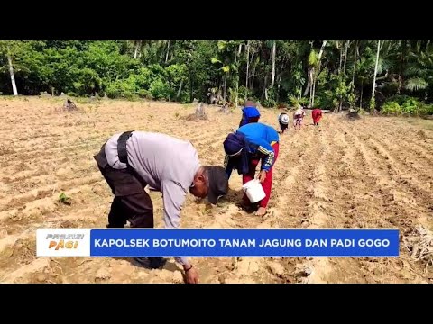 KAPOLSEK BOTUMOITO TANAM JAGUNG DAN PADI GOGO