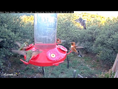 Morning Commotion During Hummingbird Migration Through West Texas – Aug. 15, 2023