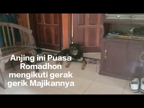 Anjing ini puasa Romadhon mengikuti gerak-gerik Majikannya