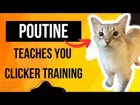 Secrets To Successfully Clicker Training A Cat