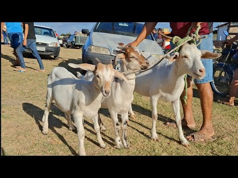 FEIRA DE ANIMAIS DE LAGOA DE PEDRAS-RN 29.12.2025