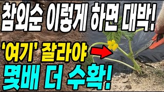 참외순 여기를 잘라야 몇배 더 수확! 참외 순치기 주렁주렁 대박!