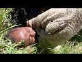 Amazing Fun Wrestling African Girls