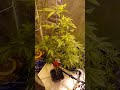Tiny Little Buds