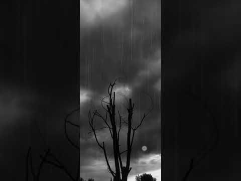 In the Rain - Scene and Sounds