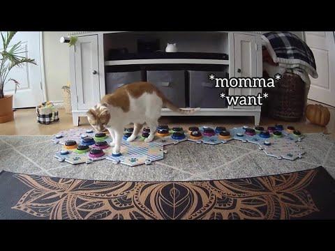 No, It Never Gets Old 🥰 | CatManJohn