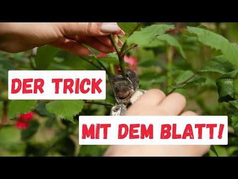 Cutting roses after flowering - instructions on how to do it guaranteed