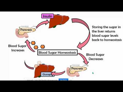 Blood Sugar Negative Feedback Loop