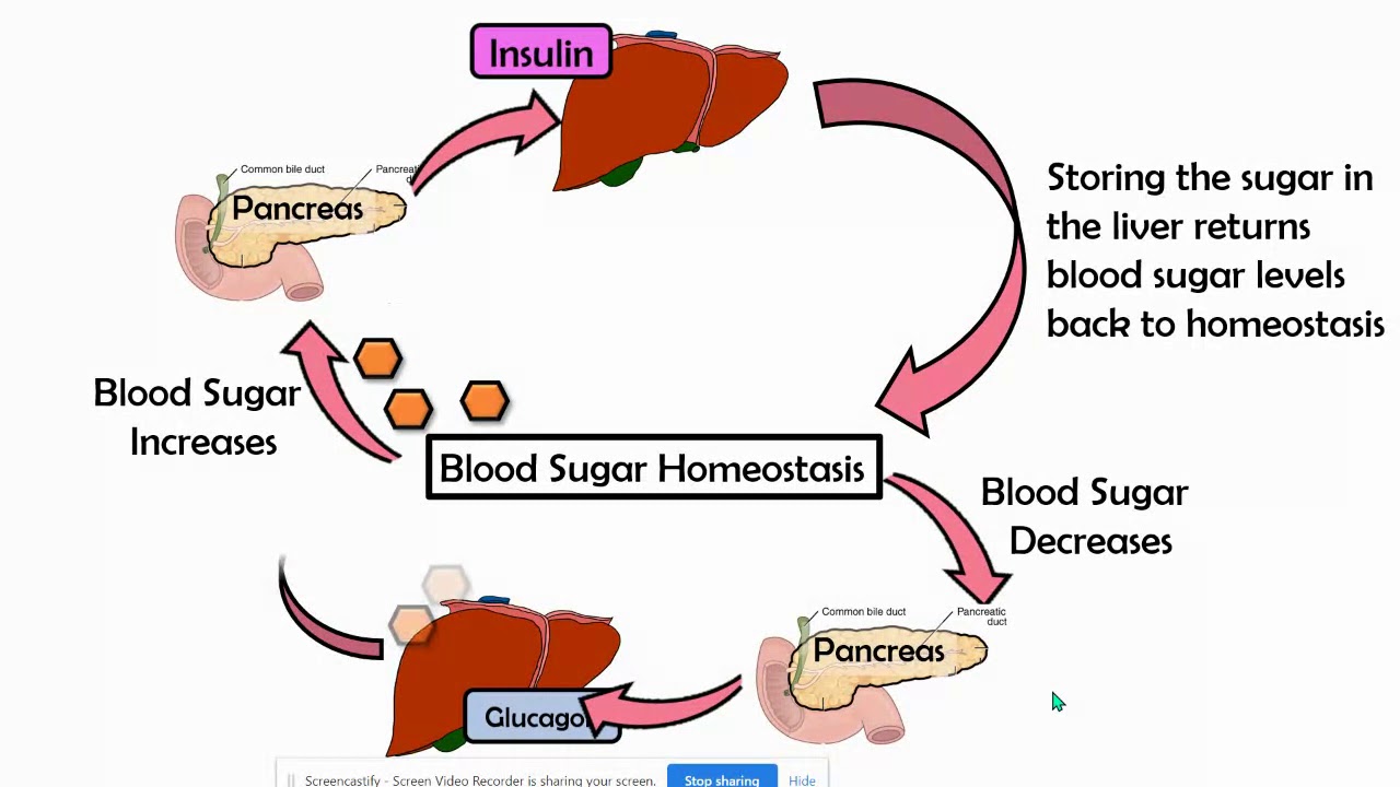 Blood Sugar Negative Feedback Loop