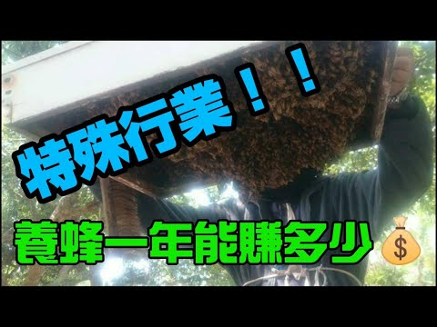 , title : '蜜蜂飼養能賺多少錢? /新手想學養蜂請進來'