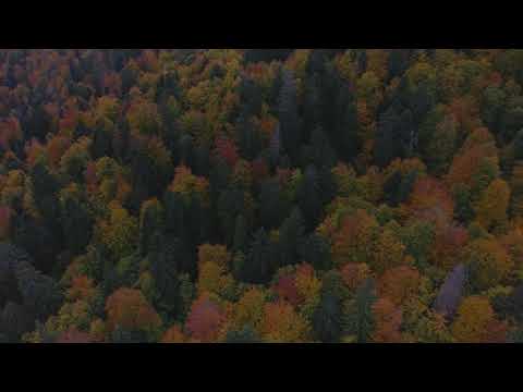 Toamna în Codrii seculari Strâmbu Băiuț la Direcția Silvică Maramureș din cadrul Romsilva