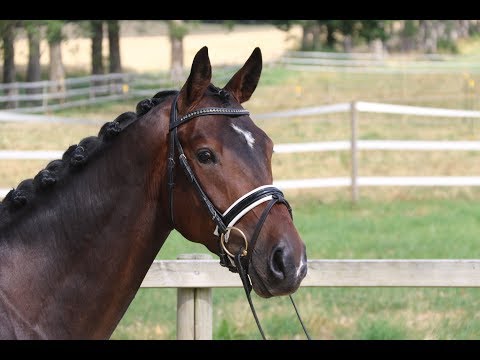 Gremlin von Worrenberg, Old, geb. 2015, Grey Flanell x L'Espoir, ein Rohling der Extraklasse