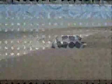 Dan Hill - Never Thought That I Could Love