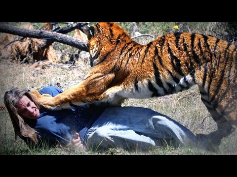 Why Couldn't This Tiger Be Stopped?