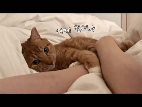 게으른 집사와 고양이의 주말 기록