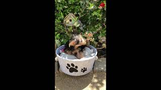 Video preview image #1 Morkie Puppy For Sale in LOS ANGELES, CA, USA