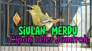 Download lagu SIULAN MERDU CIPOH/SIRTU konslet variasi alam sangat memancing emosi bunyi#sirtugacor @srf channel mp3