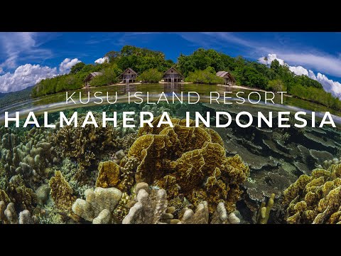 Snorkeling in Halmahera with Kusu Island Resort