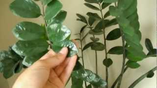 Growing Zamioculcas Zamiifolia A.K.A. ZZ Plant