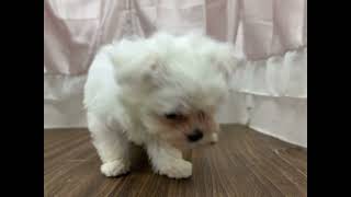 マルチーズの動画01