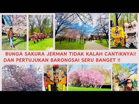 GERMANY'S CHERRY BLOWERS ARE NO LESS BEAUTIFUL AND THE BANRONGSAI SHOW IS SO FUN!! 👍👌