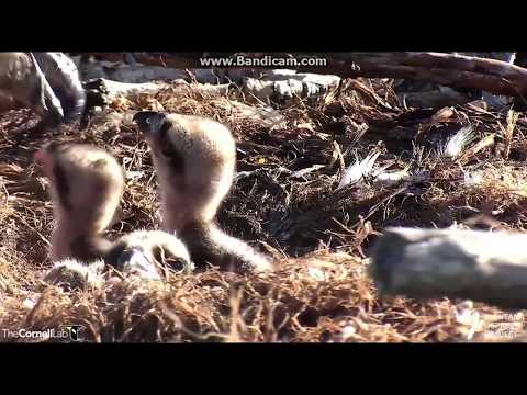 Early Morning Feeding - Hellgate, Missoula, MT Osprey nest - June 12, 2017