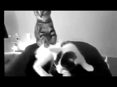 Funny Cat Videos   1 minute Watch it